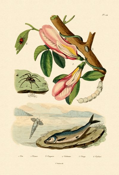 Guisante Mariposa de French School